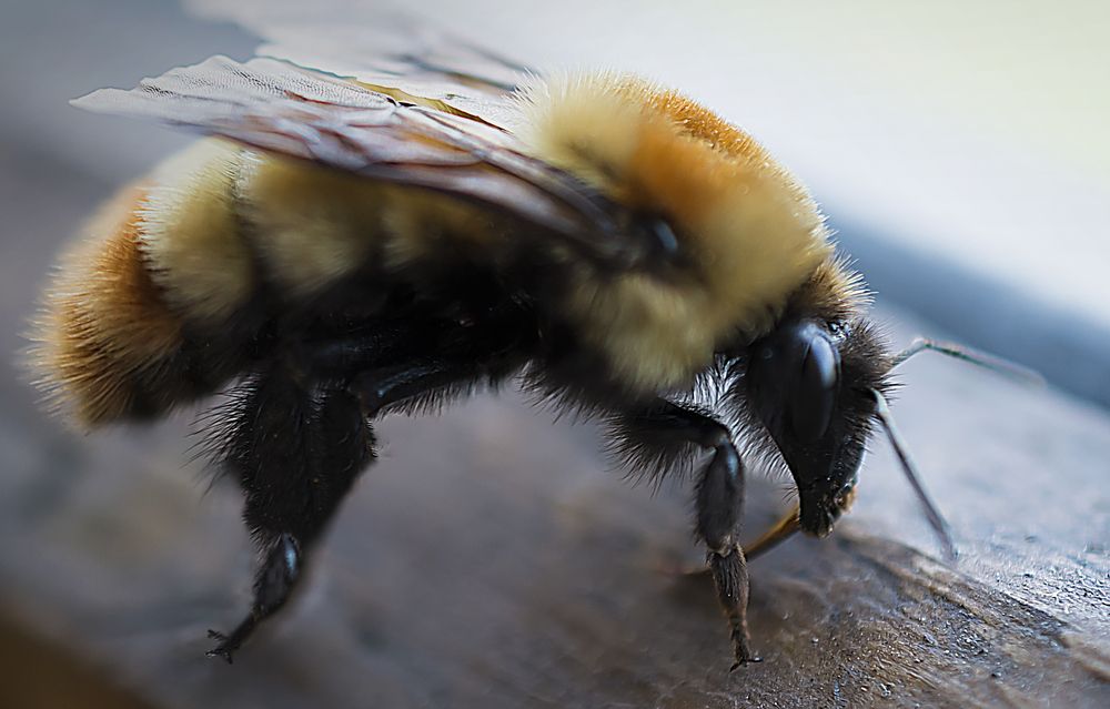 Photograph by Наталья Дроздова