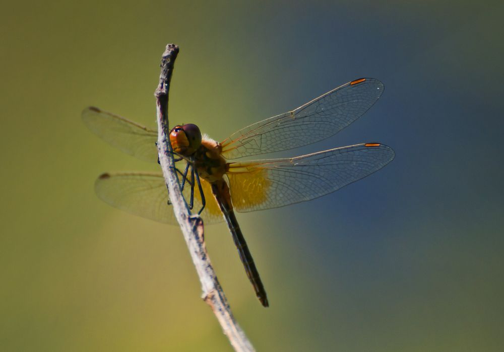 Photograph by Наталья Дроздова