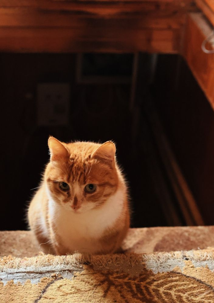 Кошки в доме.