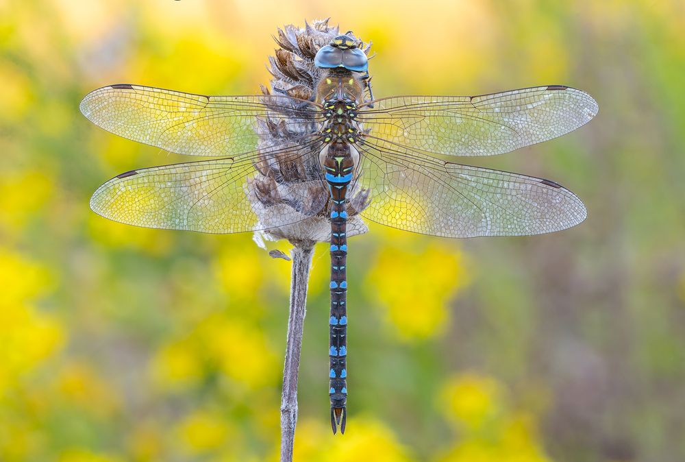Aeshna mixta ♂  (Latreille, 1805)