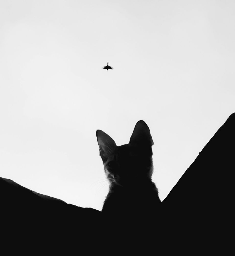 Photograph by Adel Sami