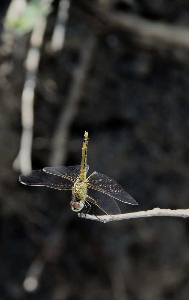 Photograph by Ирина Тихая