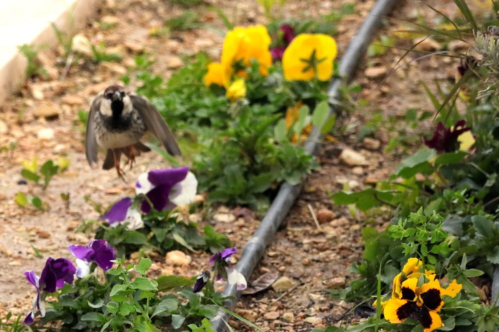 Photograph by Ernest Spiteri Gonzi