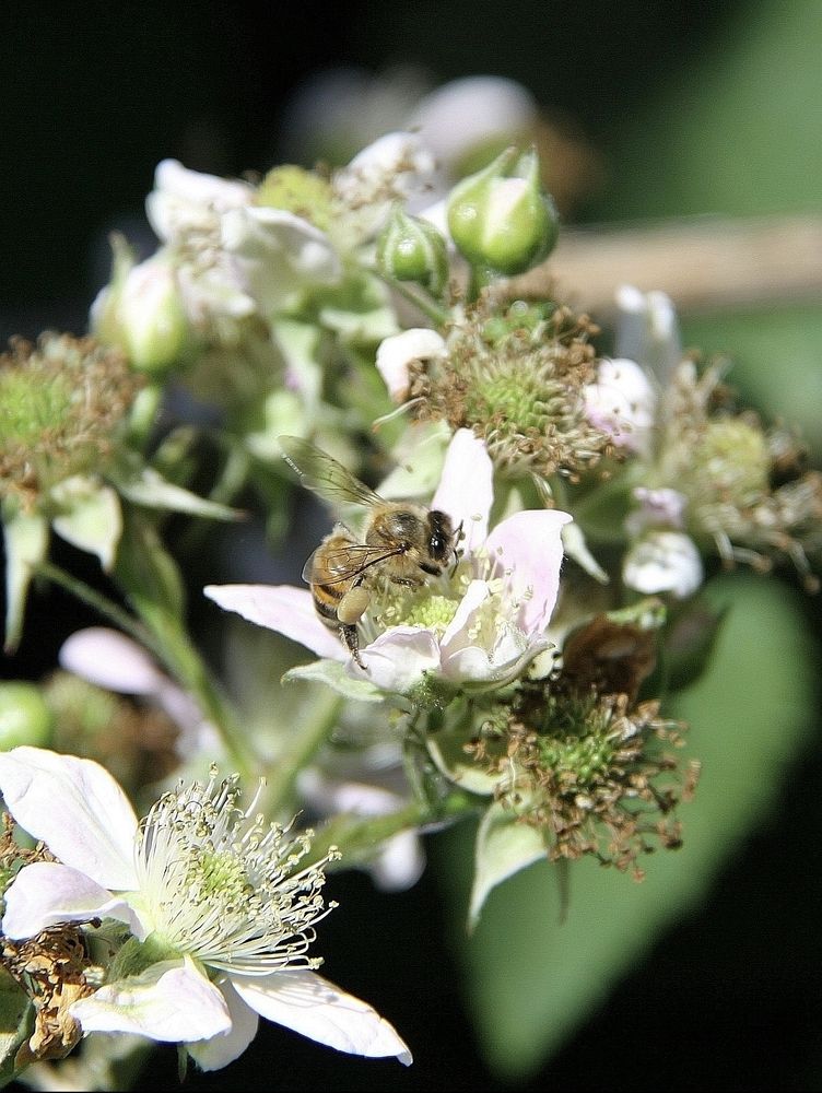 Photograph by Ирина Тихая