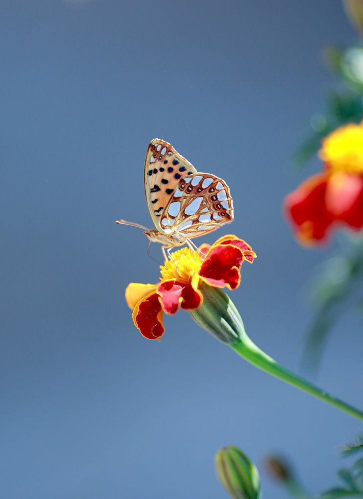 Фотография автора Олеся Лукьяненко
