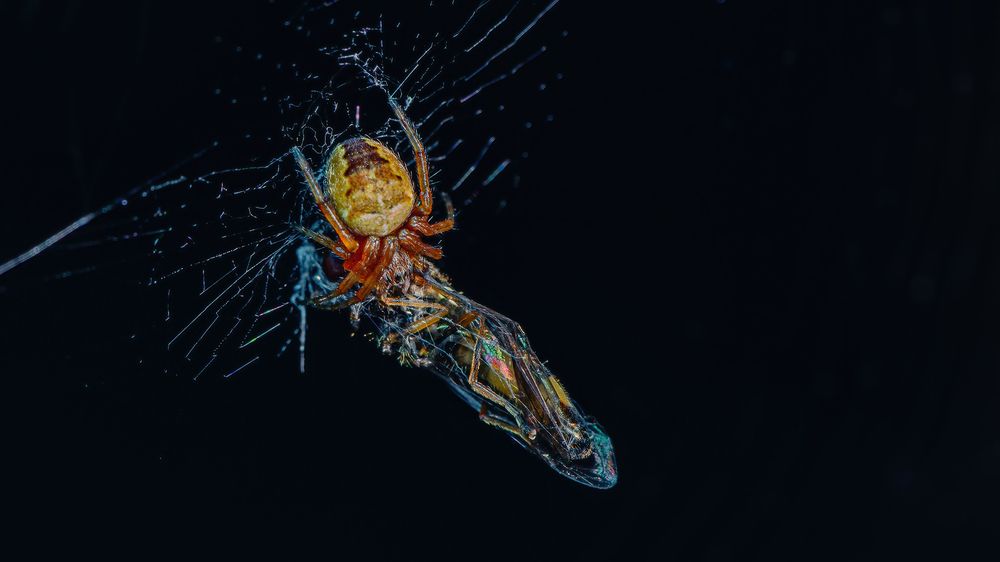 Photograph by heymans Tiffany