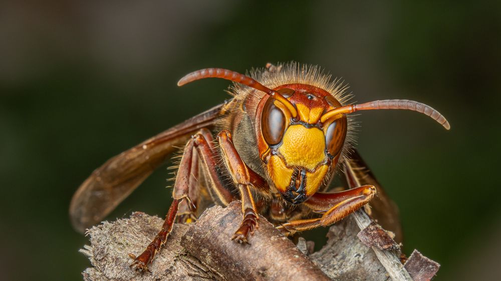 Photograph by heymans Tiffany