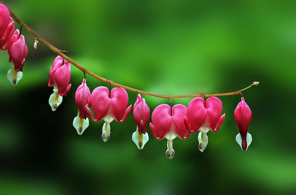 Дицентра — это род растений семейства- Маковые( ​ Dicentra is a genus of plants in the poppy family)