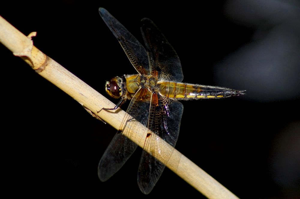 Фотография автора Jevgeni Filimonov