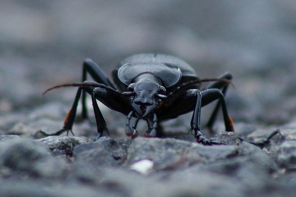 Фотография автора Jevgeni Filimonov