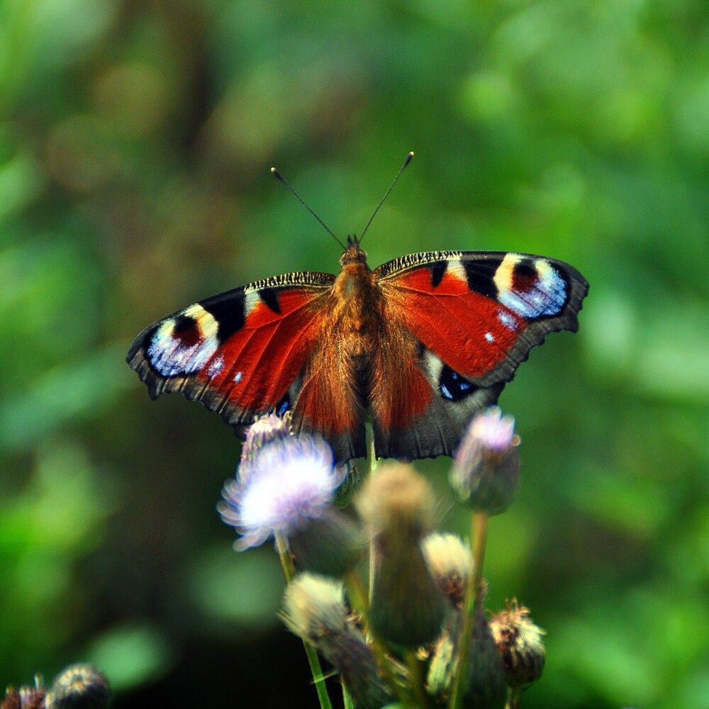 Павлиний глаз