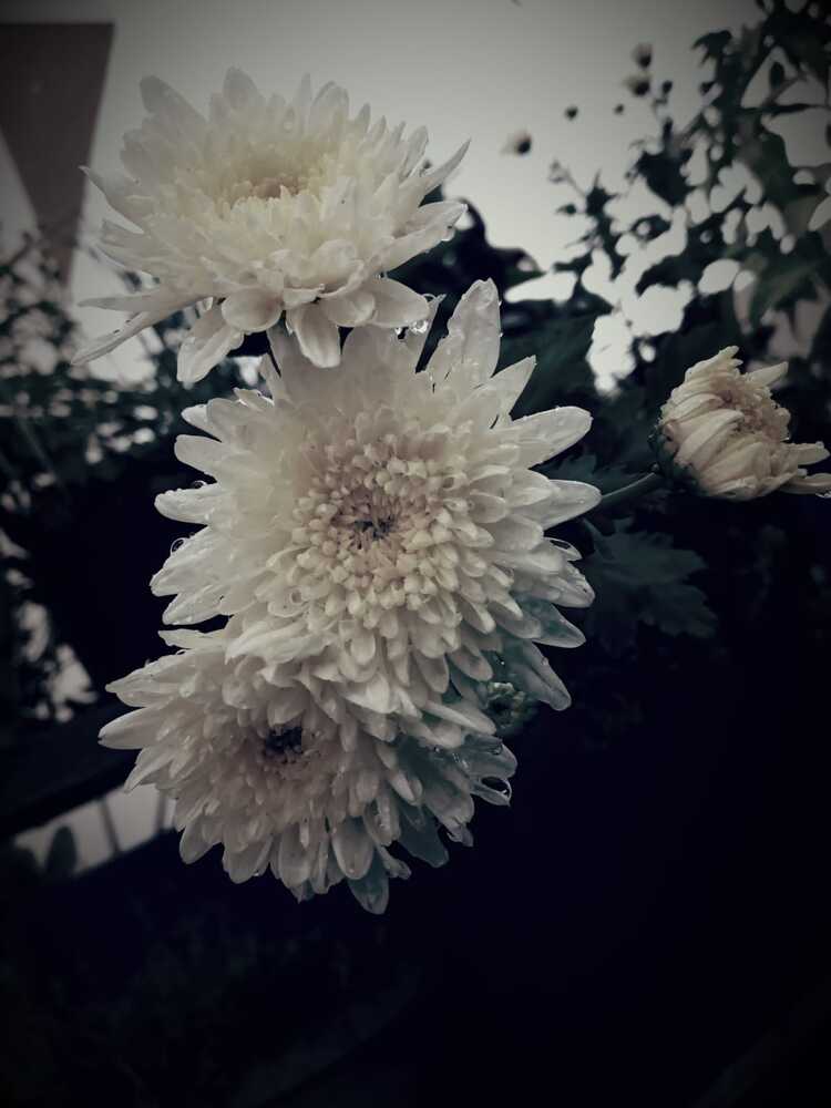 Photograph by Simhika Reddy
