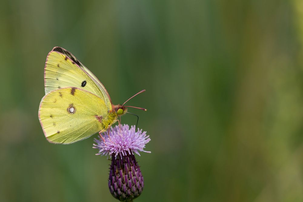 Photograph by Сергей Молоков