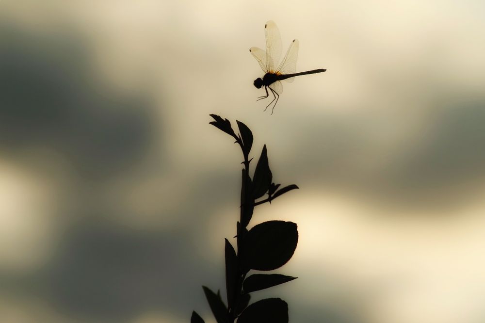 Фотография автора Washiful Majid