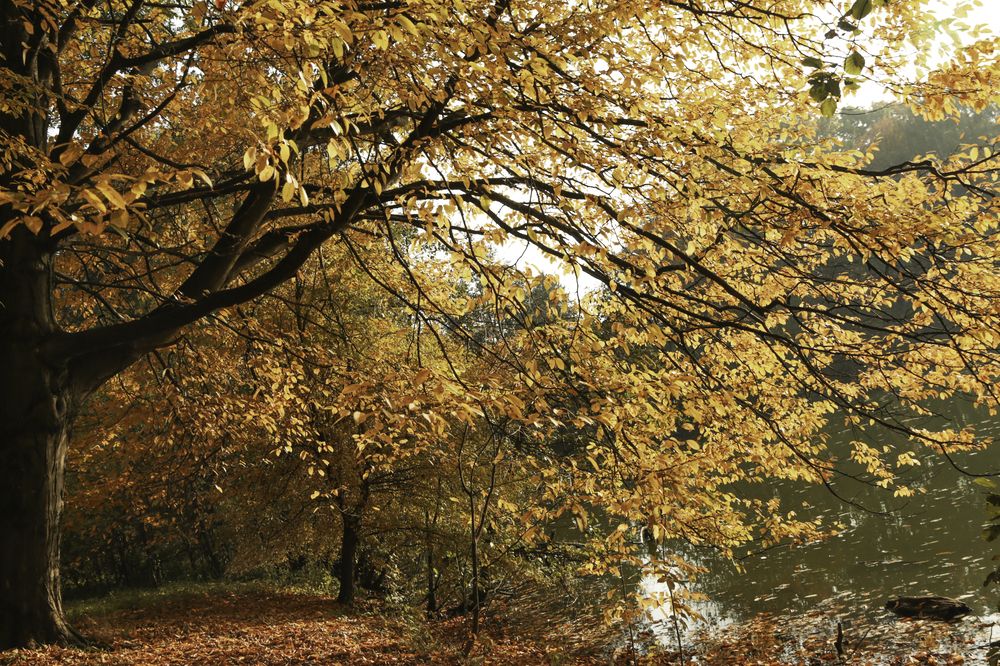 Photograph by Елена Болдырева