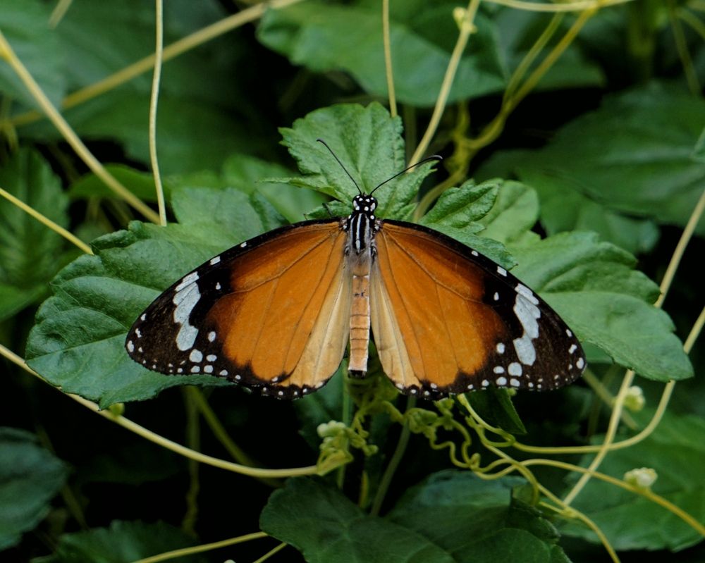 Фотография автора Washiful Majid