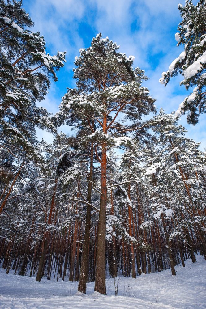 Фотография автора Elvijs Kalnins