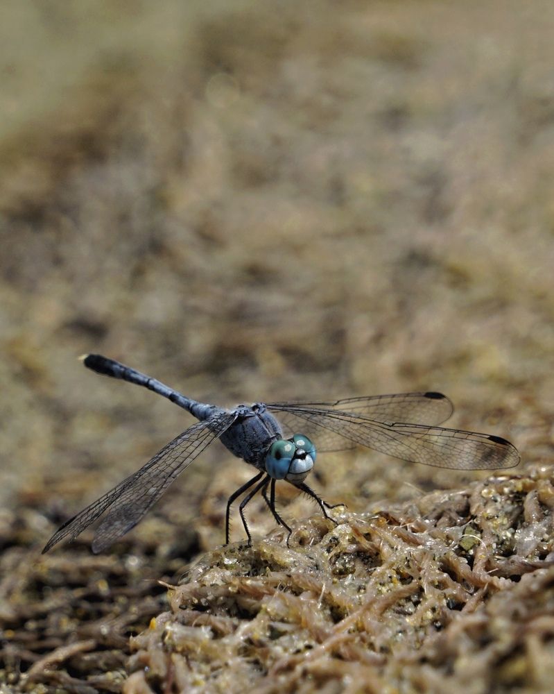 Фотография автора Washiful Majid