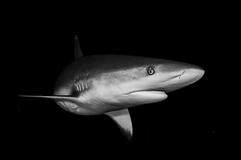 Photograph by Ceci Ver