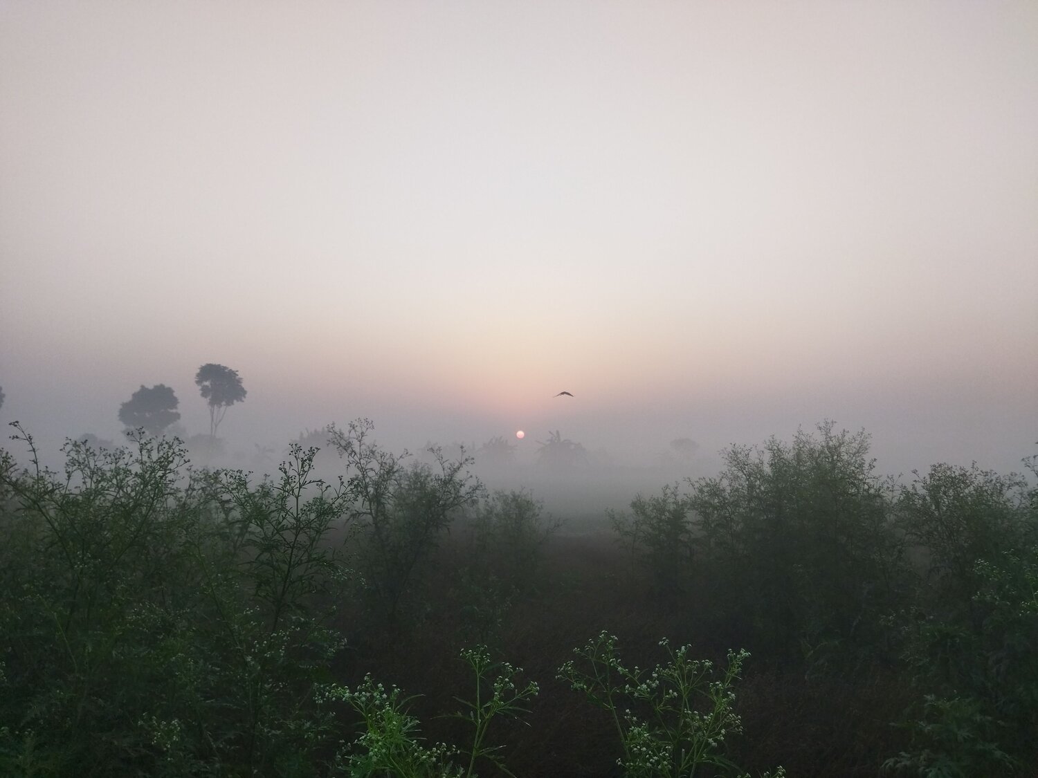 A winter morning
