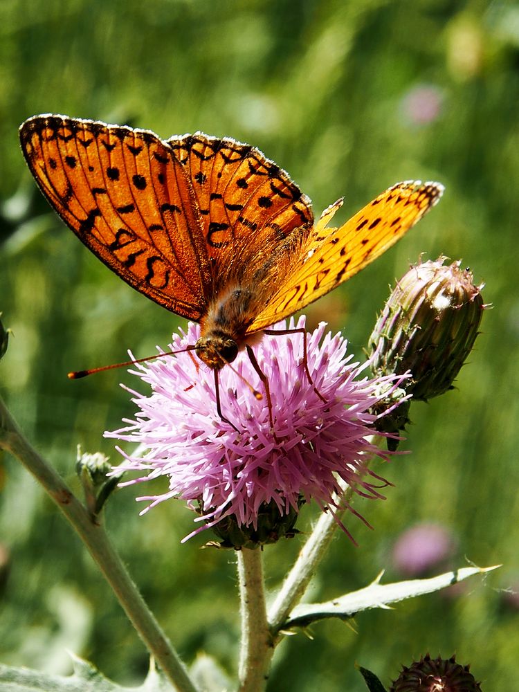 Photograph by Abdolreza Aleagha