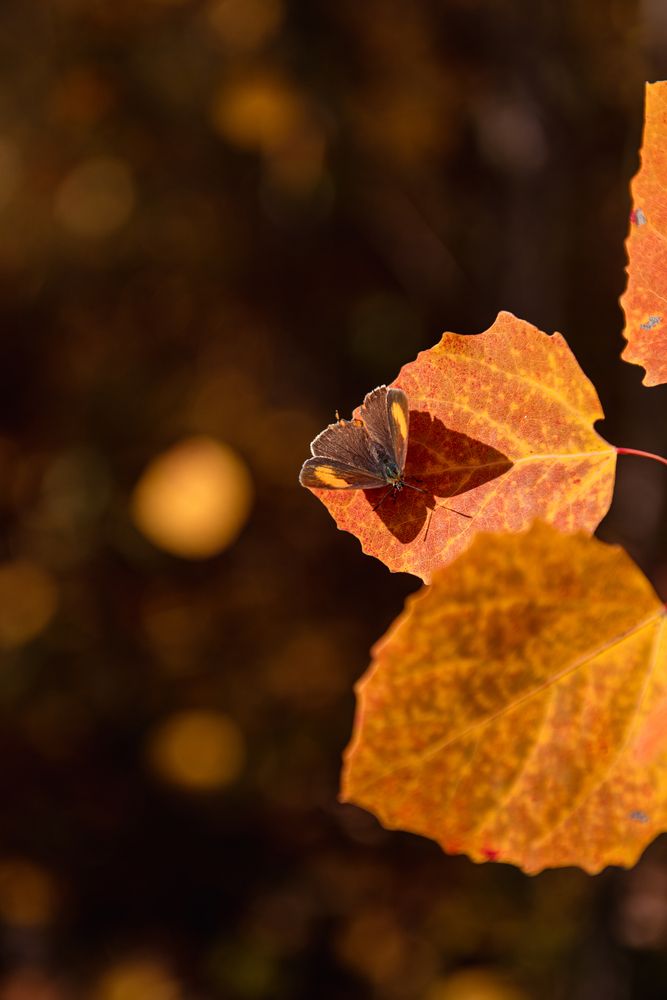 Photograph by Татьяна Ровенская