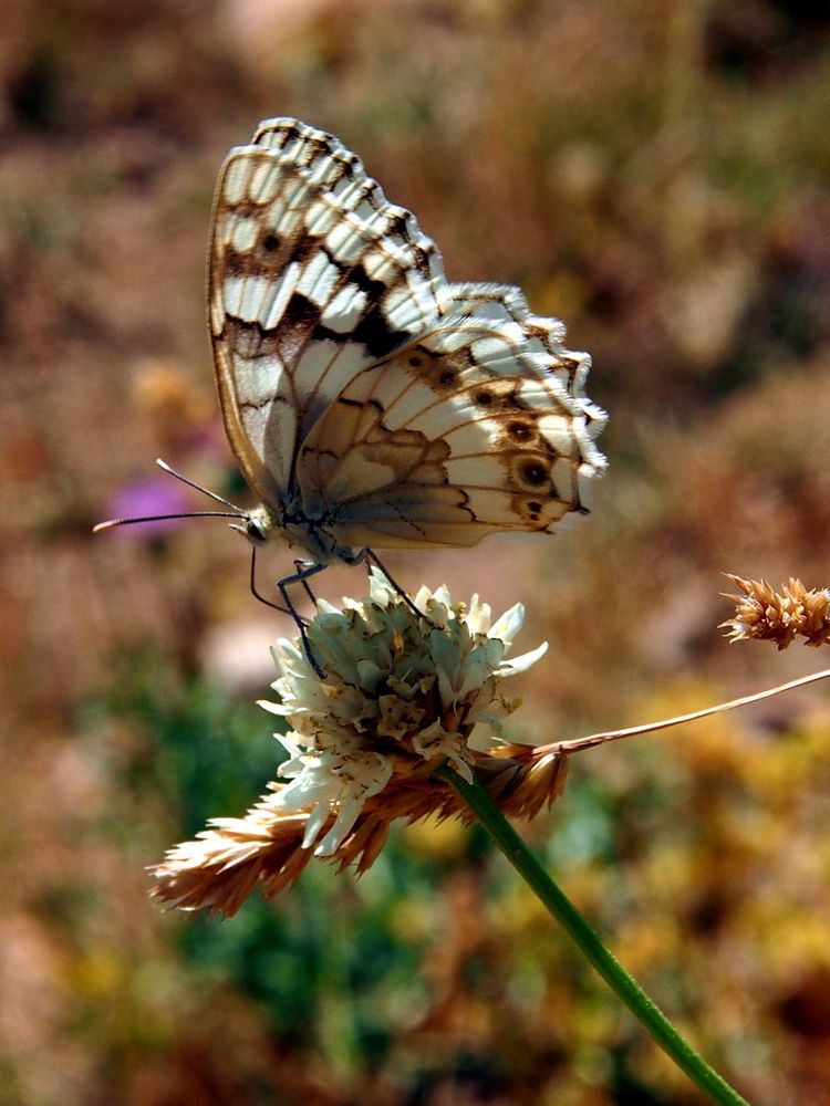 Photograph by Abdolreza Aleagha