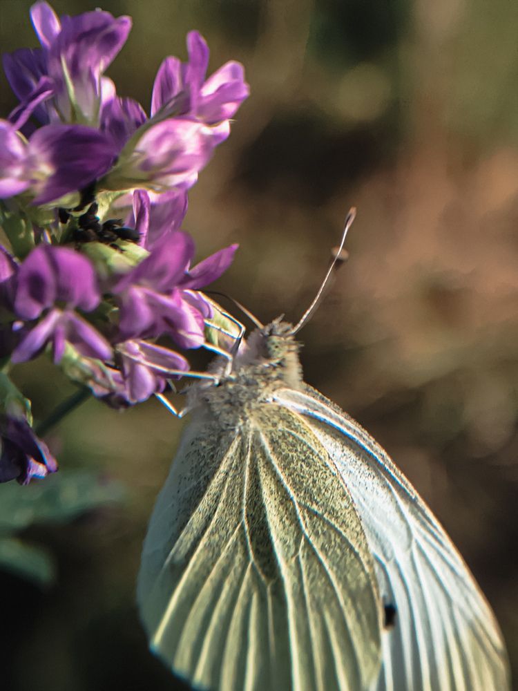 Фотография автора Алиса Исаева