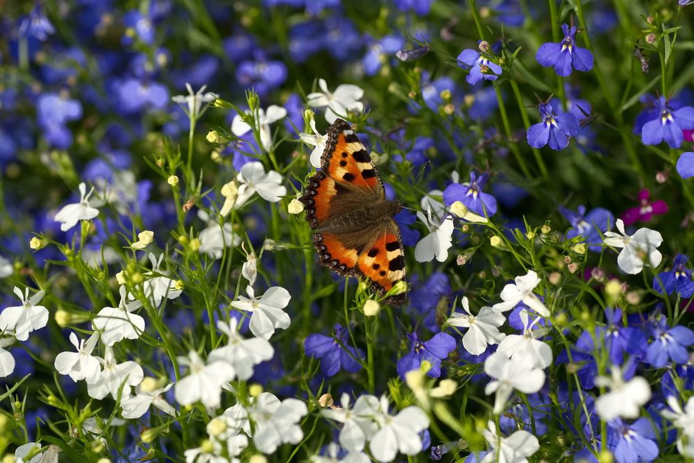 Фотография автора Юрий Кашлевский