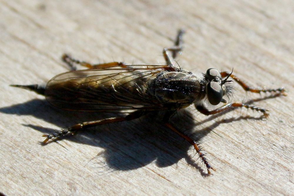 Фотография автора Jevgeni Filimonov