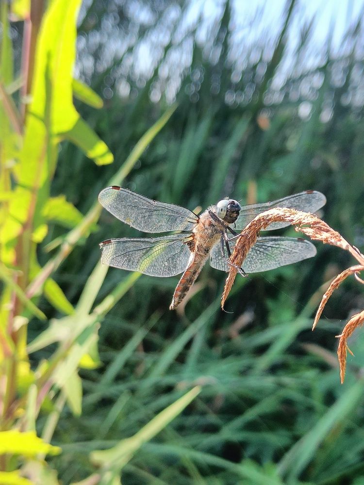 Photograph by Карина Слабкая