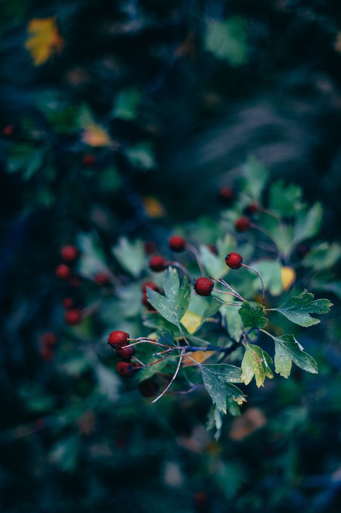 Photograph by Екатерина Кваша