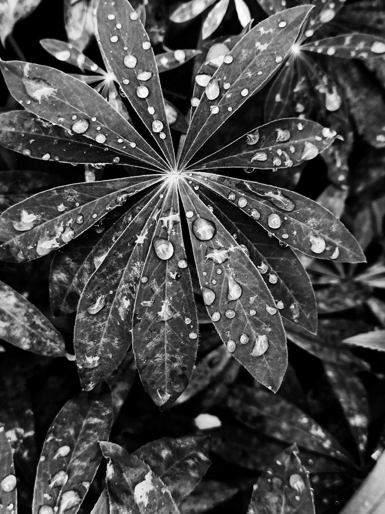 Photograph by Карина Слабкая