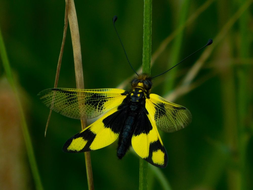 Photograph by Pavle Paunov