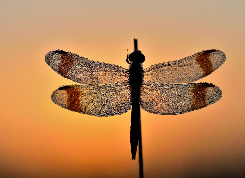 Photograph by ruurd visser