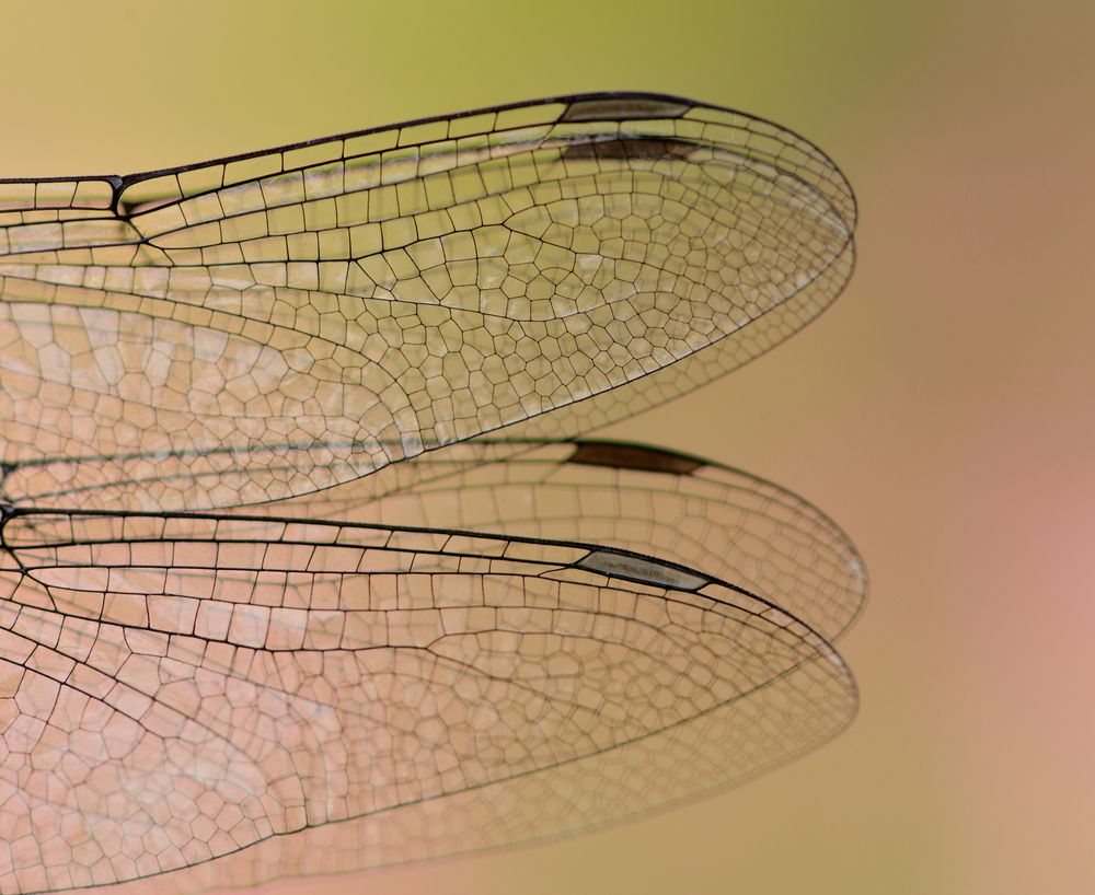 Photograph by ruurd visser