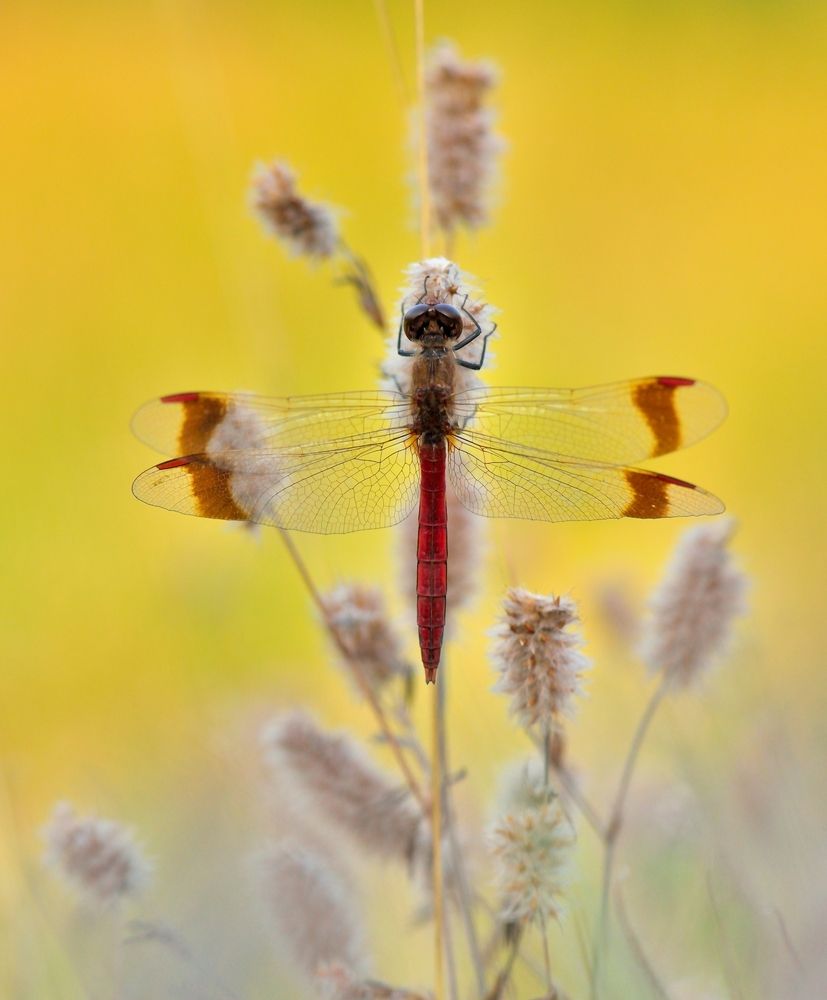 Photograph by ruurd visser