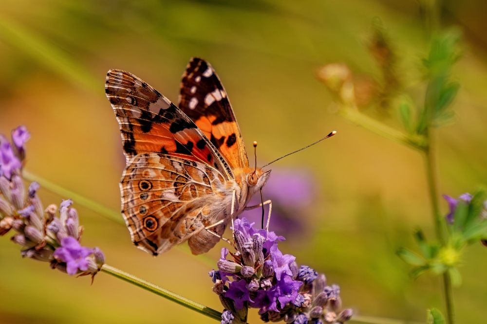 Photograph by Михаил Косолапов