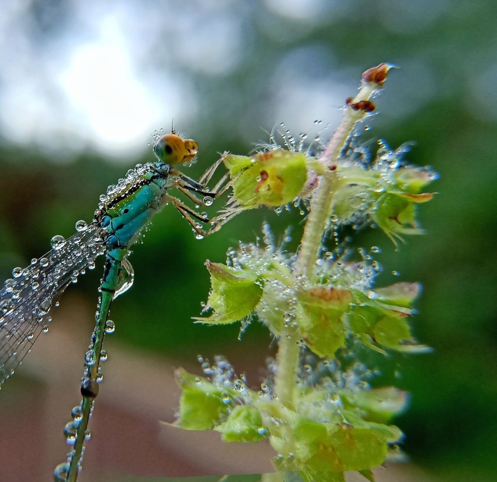 Photograph by Souvik Bhattacharyya