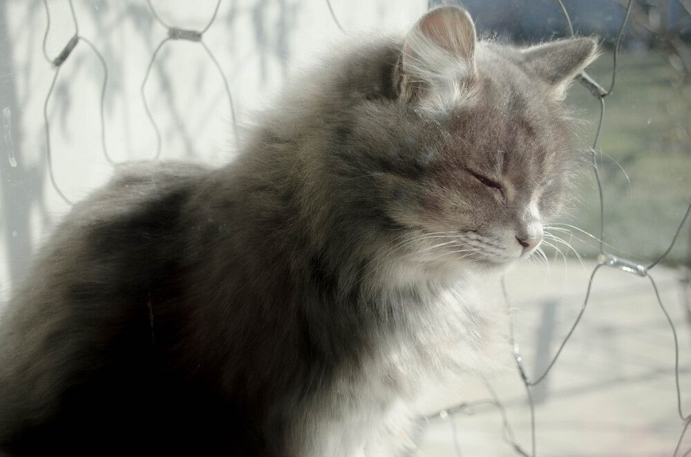 Photograph by Елена Петровна