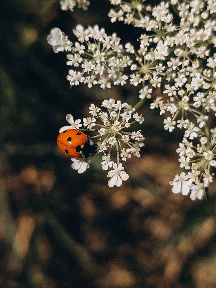 Photograph by Катрина Покумейко