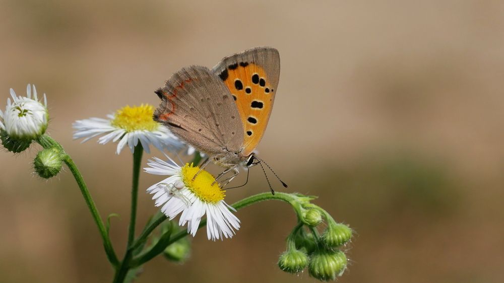 Photograph by Наталья Лобанова