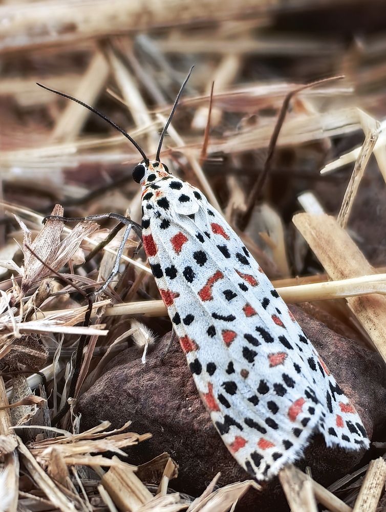 Photograph by Кристина Феминова