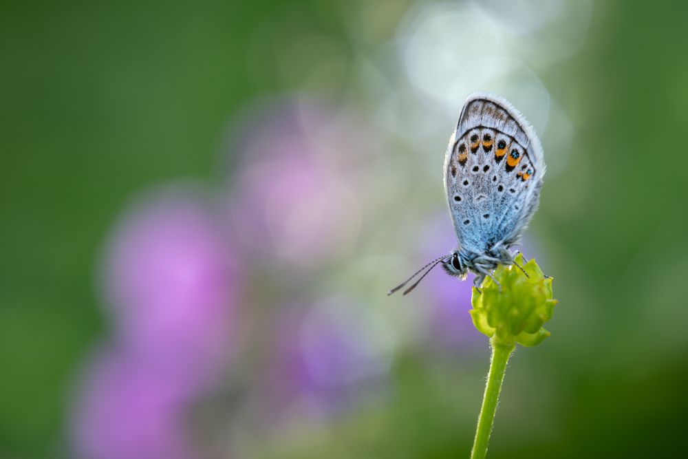 Фотография автора Krisztina Mácsai