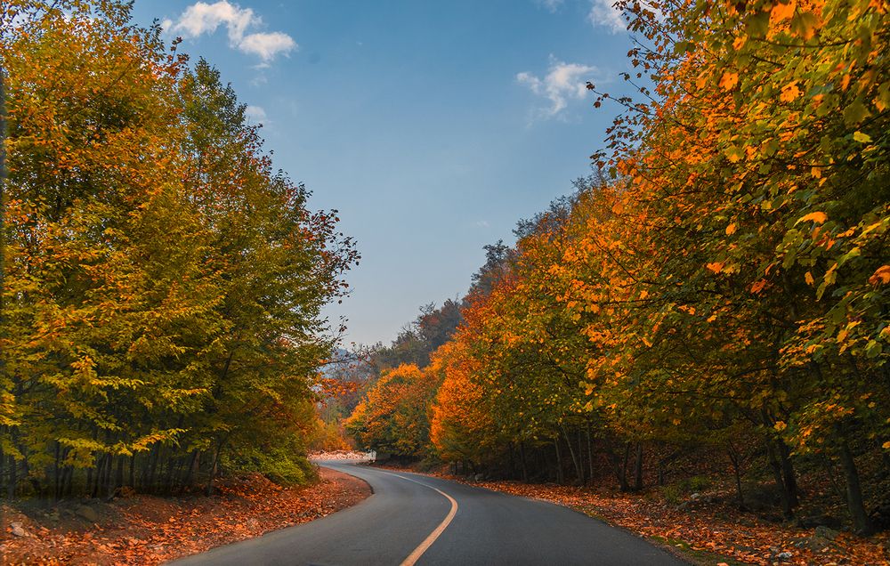 A Road Among Forest In Spectacular Autumn