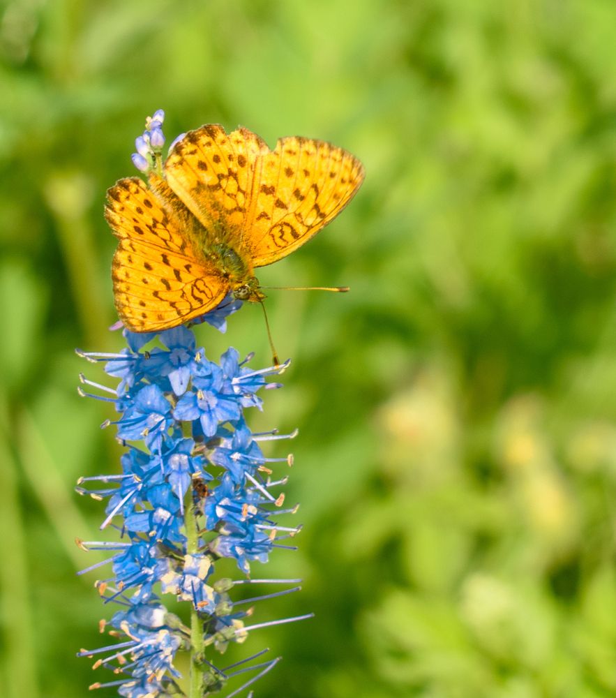 Photograph by Ирина Корнева