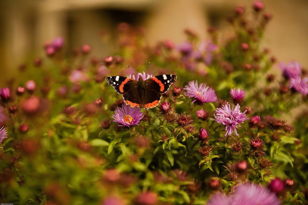 Photograph by Евгений Николаенков