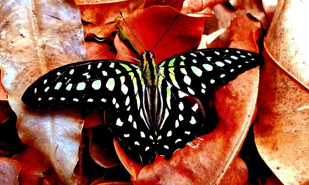 TAILED JAY: GRAPHIUM AGAMEMNON (FEMALE)