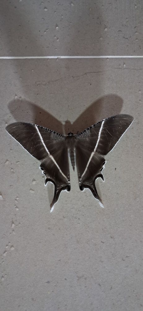 Photograph by FELOMINA ENDEREZ