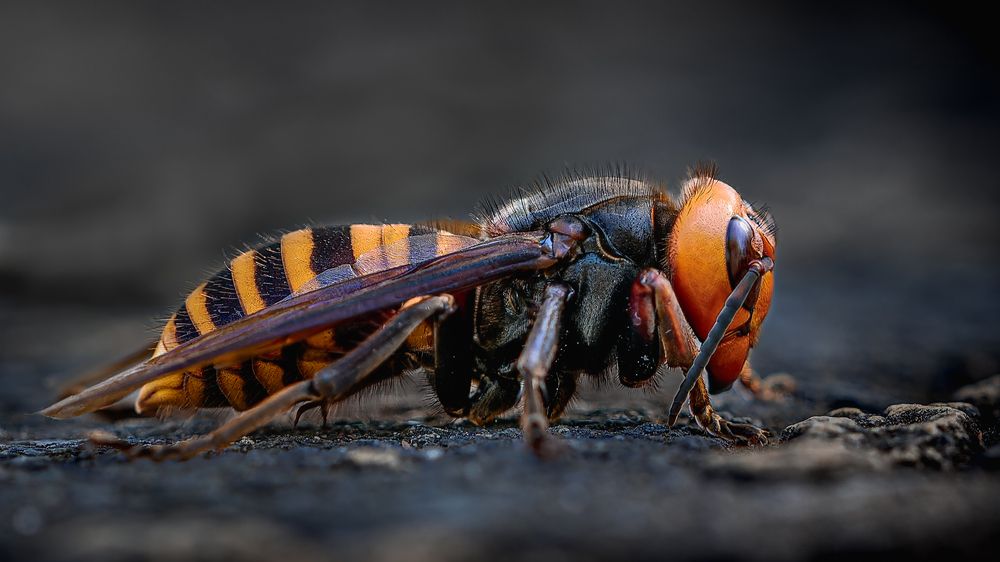 Photograph by Uesan Aliace